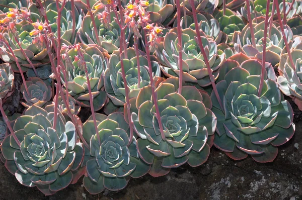 Mooi Botanisch Schot Natuurlijk Behang — Stockfoto