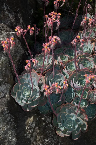 Mooi Botanisch Schot Natuurlijk Behang — Stockfoto