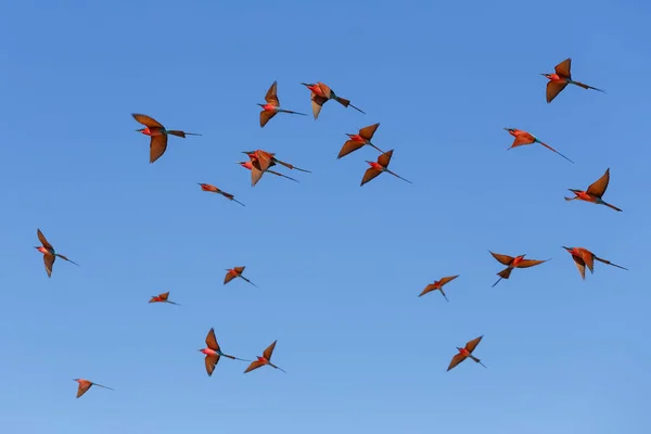 Летающее Стадо Птицы Северный Кармин Пчелоед Крупной Гнездовой Колонии Merops — стоковое фото