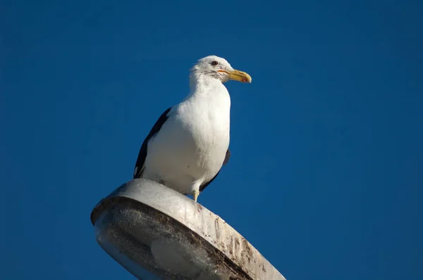 Gaivota Telhado Mar — Fotografia de Stock