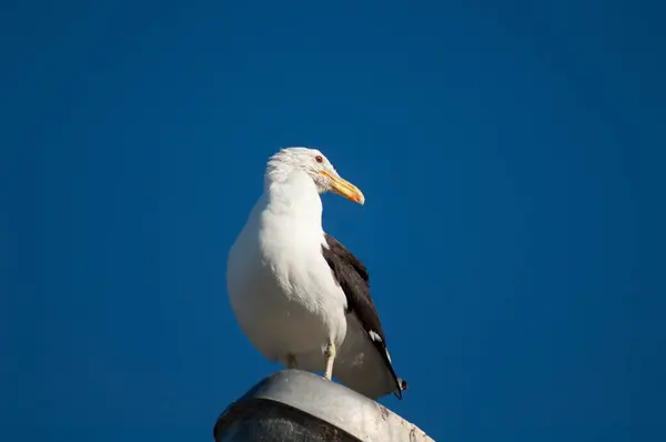 Gaivota Fundo Céu Azul — Fotografia de Stock