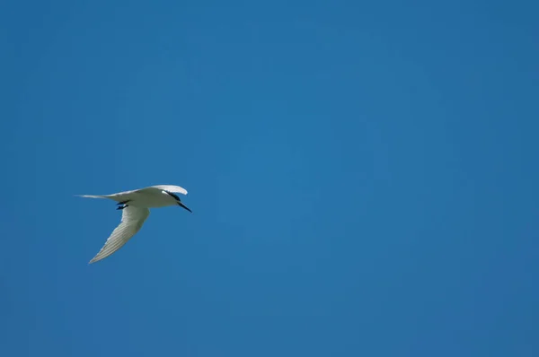 Gaivota Voando Céu — Fotografia de Stock