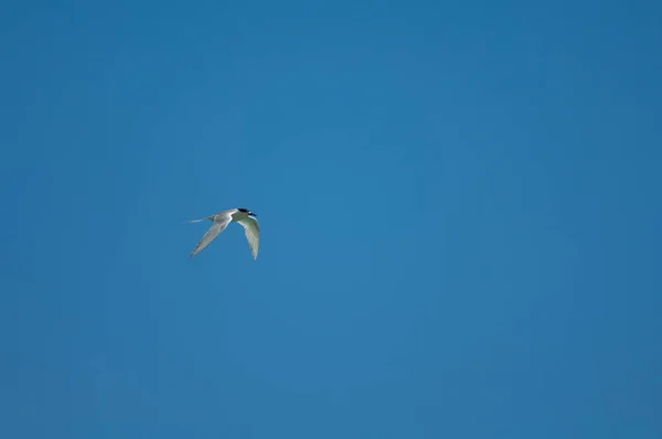 Mås Som Flyger Skyn — Stockfoto