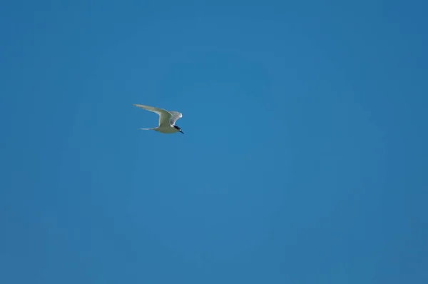 Seagull Flying Sky — Stock Photo, Image