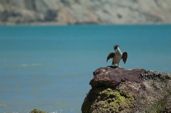 Чайка Сидить Скелях Морі — стокове фото