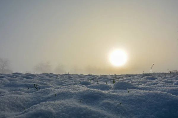 Χιόνι Καλύπτονται Πεδίο Μια Λευκή Αμμόλοφους — Φωτογραφία Αρχείου