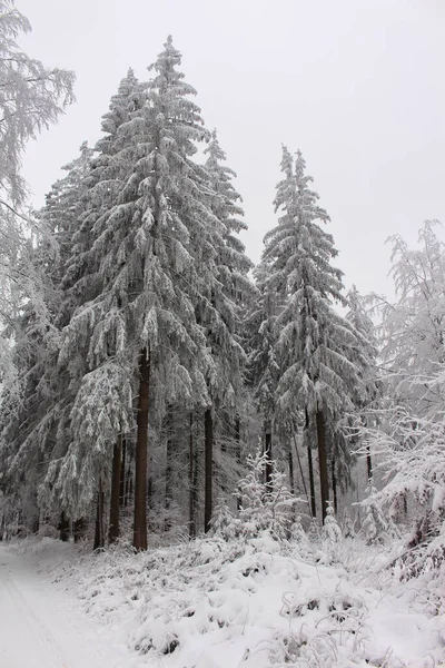 Floresta Inverno Neve — Fotografia de Stock