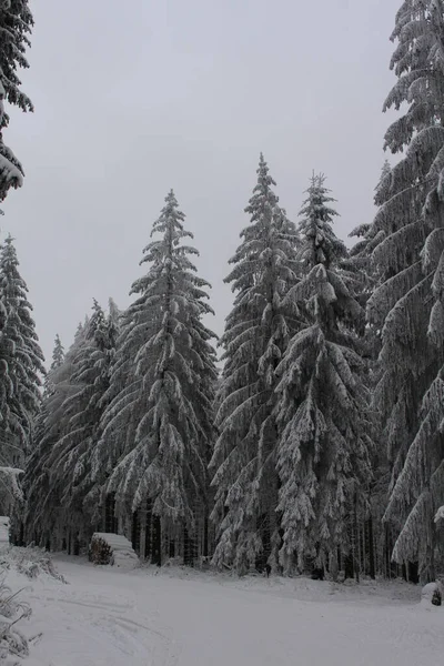 Zimní Krajina Zasněženými Stromy — Stock fotografie