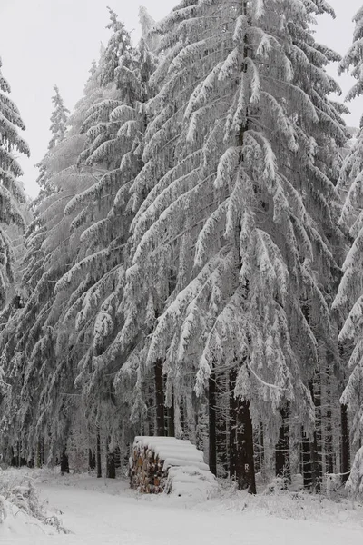 Красивый Зимний Пейзаж Заснеженными Деревьями — стоковое фото