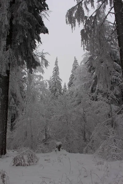 Bela Floresta Inverno Com Neve — Fotografia de Stock