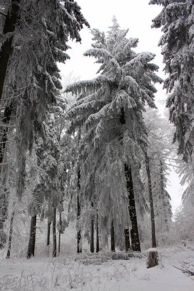 Bela Paisagem Inverno Com Árvores Cobertas Neve — Fotografia de Stock