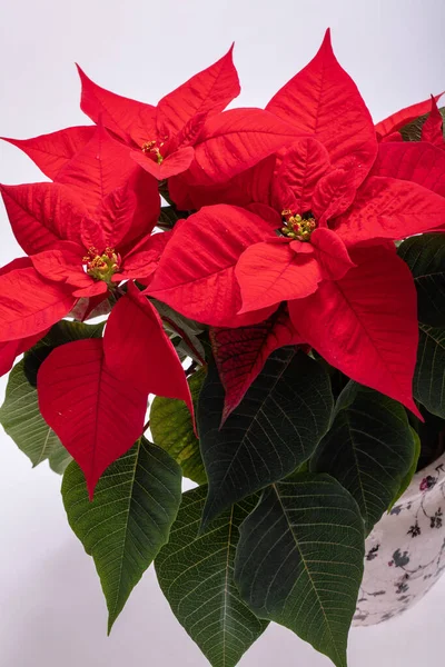 Piros Poinsettia Virág Fehér Háttér — Stock Fotó