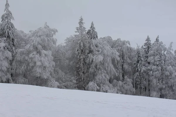 Hermoso Paisaje Invierno Con Árboles Cubiertos Nieve —  Fotos de Stock