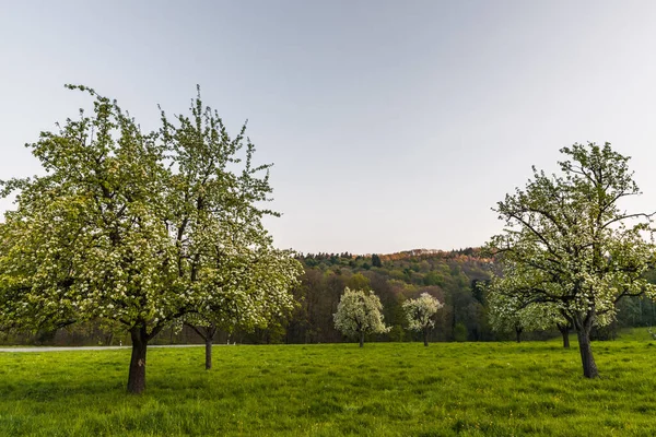 Blühende Apfelbäume Auf Streuobstwiesen Heidelberg Baden Württemberg Deutschland — Stockfoto