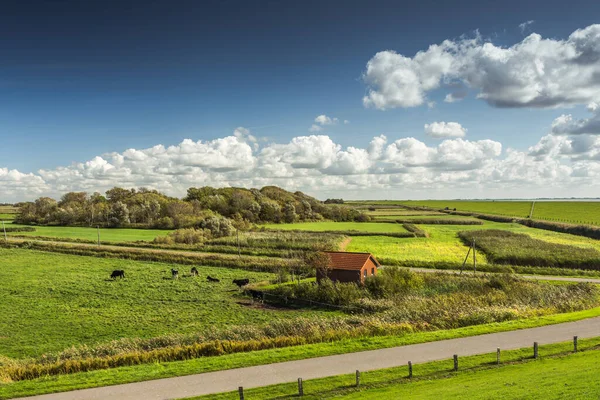 Paisaje Típico Con Pastos Península Nordstrand Frisia Del Norte Schleswig —  Fotos de Stock