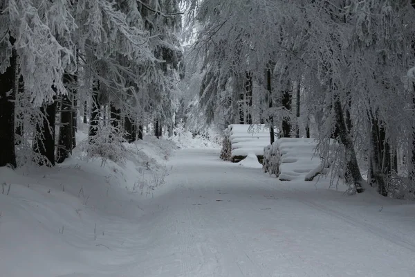 Zimowy Las Śniegu — Zdjęcie stockowe
