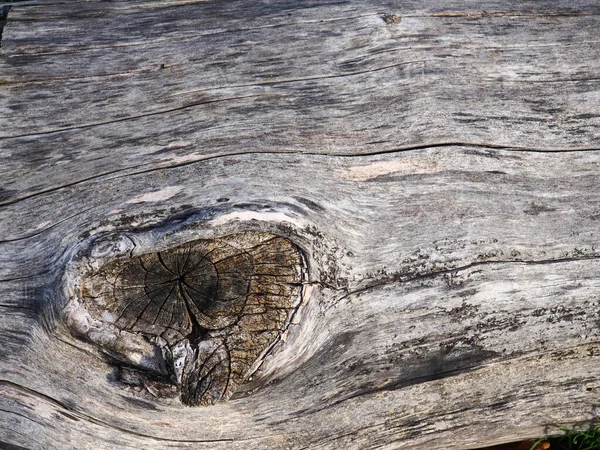 Структура Лесу Старого Ствола Дерева — стоковое фото