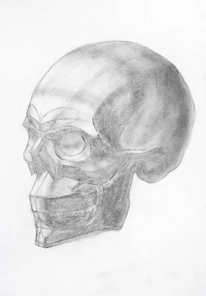 アカデミック ドローイング 白い紙に黒鉛の鉛筆で手描きされた人間の頭蓋骨 — ストック写真