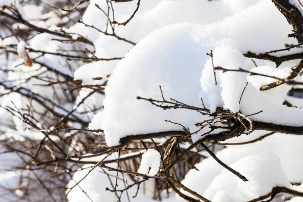 寒い日当たりの良い冬の夜に村の近くにヘッジの雪の枝 手前の雪のドリフトに焦点を当てる — ストック写真