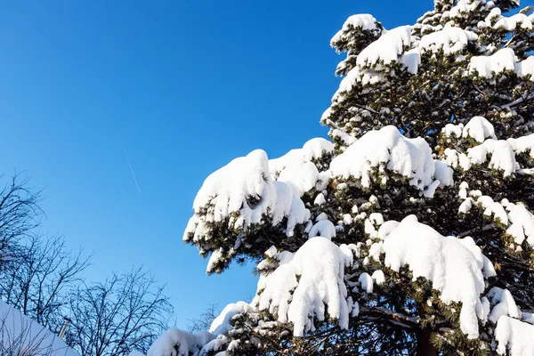 寒い日当たりの良い冬の日を背景に松や青空の緑の枝が雪に覆われ — ストック写真