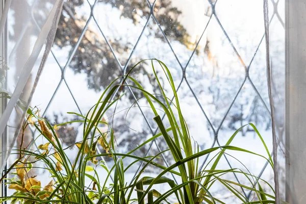カントリーハウスの窓辺に立つ植物の緑の葉と寒い冬の日に窓から雪に覆われた庭のぼやけた景色 前景の葉に焦点を当てる — ストック写真