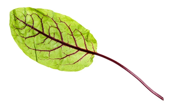 배경에 분리되어 잎채소 꼭대기 잎하나 — 스톡 사진