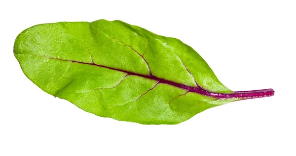 緑の葉緑の葉白地に孤立した葉物野菜 マンゴールド ビートトップ — ストック写真