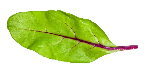 Folha Natural Verde Chard Vegetal Folhoso Mangold Tampos Beterraba Isolado — Fotografia de Stock