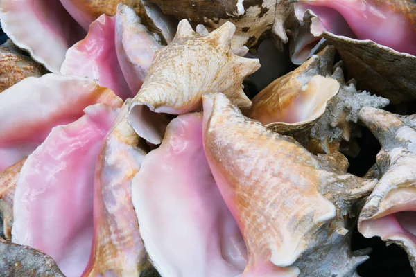 Sea Shells White Background — Stock Photo, Image