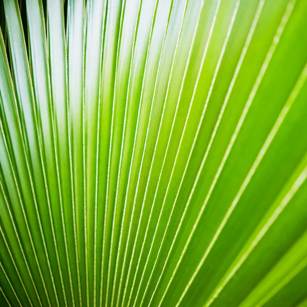 Green Leaves Background Tropical Palm Leaf — Stock Photo, Image