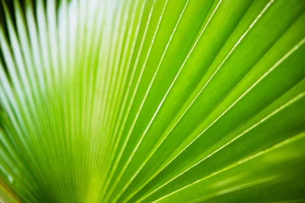 Green Leaves Background Close — Stock Photo, Image