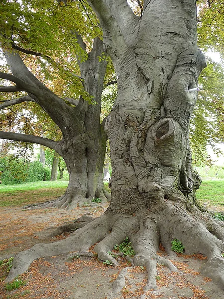 Trädstam Parken — Stockfoto