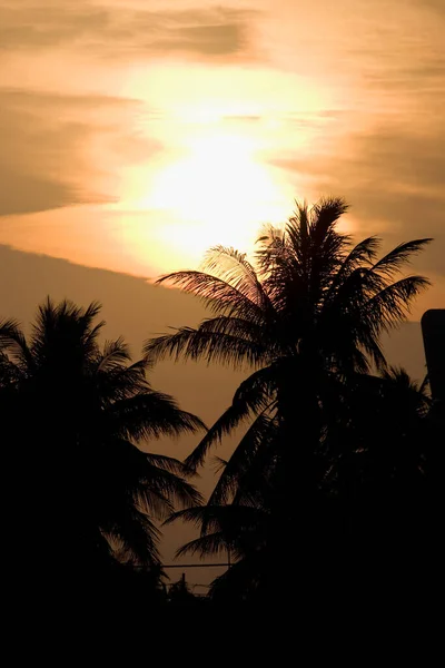 Silhouette Einer Palme Strand Bei Sonnenuntergang — Stockfoto
