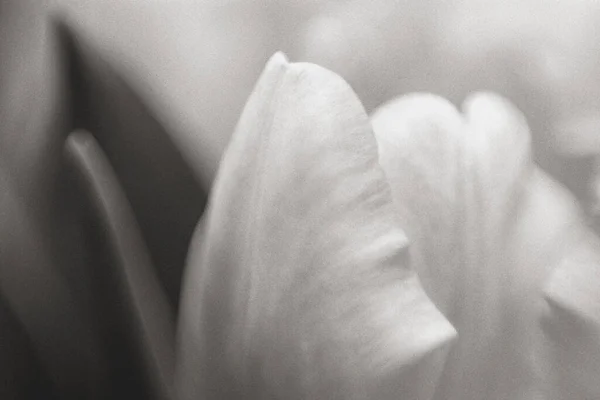 Fleur Blanche Dans Jardin — Photo