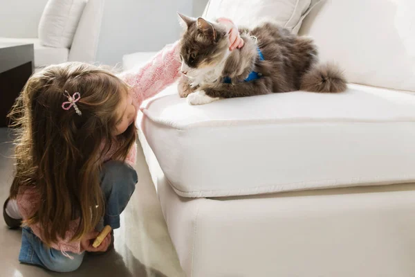 自宅のソファの上に座って猫とかわいい女の子 — ストック写真