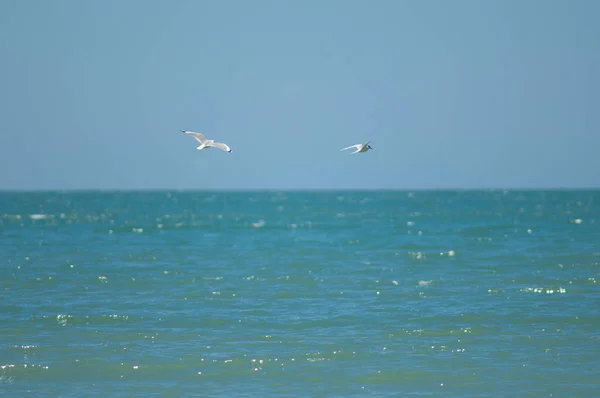 Gaviota Pico Rojo Chroicocephalus Novaehollandiae Scopulinus Persiguiendo Charrán Frente Blanca — Foto de Stock