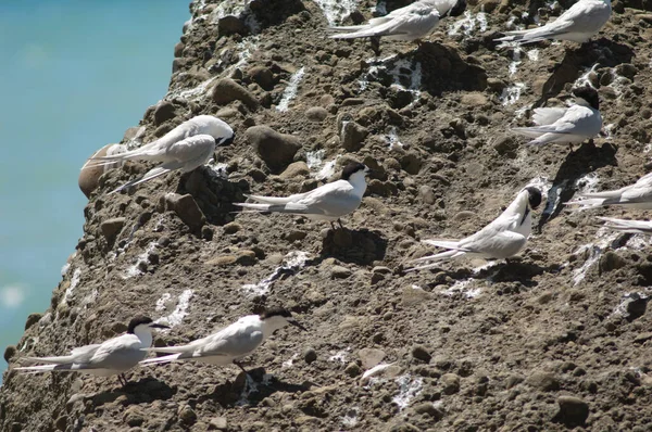 Una Bandada Aves Mar — Foto de Stock