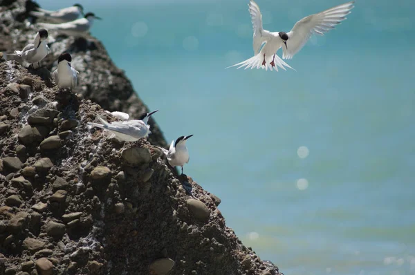 Mouette Volant Dans Mer — Photo