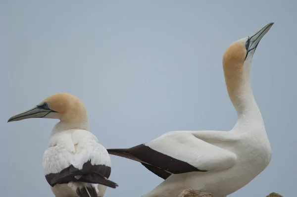 Aussichtsreiche Aussicht Auf Schöne Vögel Der Natur — Stockfoto