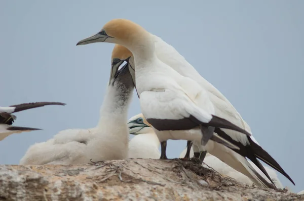 Vacker Utsikt Över Vacker Fågel Naturen — Stockfoto