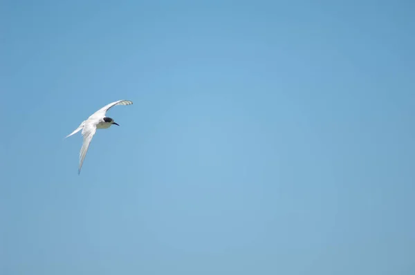 Gaviota Volando Cielo — Foto de Stock