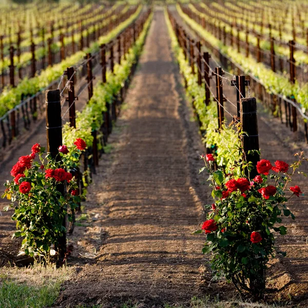 Weinberg Auf Dem Land — Stockfoto