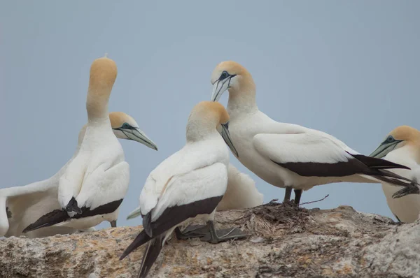 Aussichtsreiche Aussicht Auf Schöne Vögel Der Natur — Stockfoto