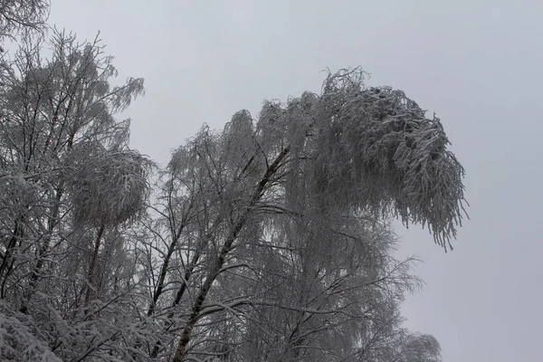 Bela Paisagem Inverno Com Neve — Fotografia de Stock