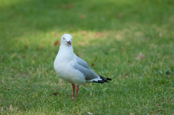 Pombo Branco Grama — Fotografia de Stock