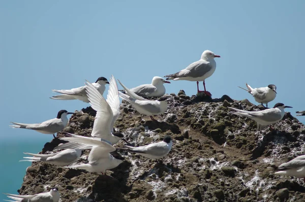 Gaviota Volando Mar — Foto de Stock