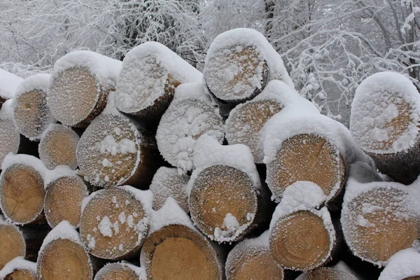 Pile Snow Covered Trees Winter Forest — Stock Photo, Image