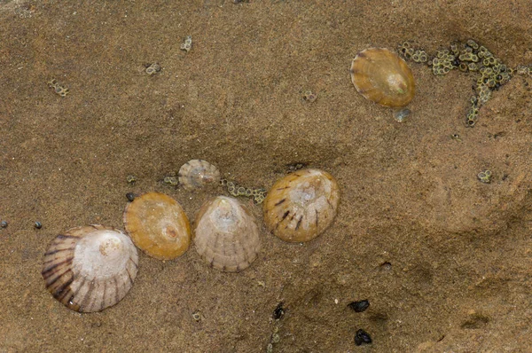 Sea Shells Beach — Stock Photo, Image