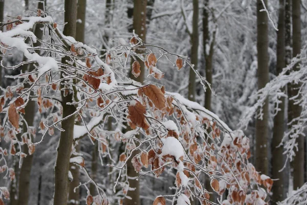 Téli Erdő Havas Fákkal — Stock Fotó