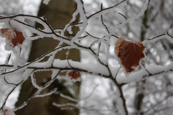 Крупный План Красивых Красно Белых Ветвей Деревьев Покрытых Снегом — стоковое фото